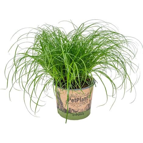 Cyperus alternifolius 'Zumula' - Herbe à chat - Animaux acceptés – ⌀12 cm - ↕20-25 cm