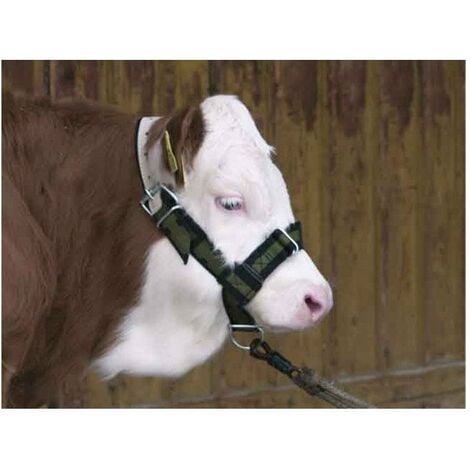 licol pour veau vert et noir